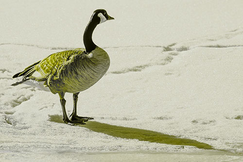 Shadow Casting Canadian Goose Standing Among Snow (Yellow Tone)