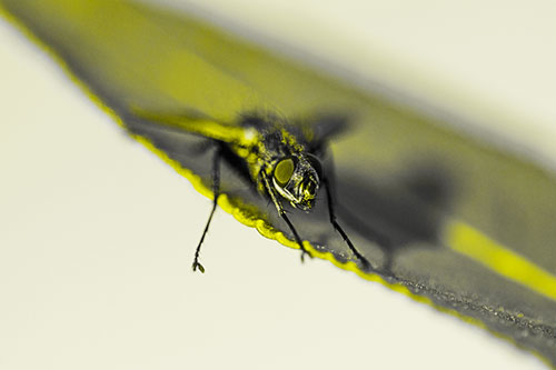Shadow Casting Cluster Fly Dangles Leg Off Plant Leaf (Yellow Tone)