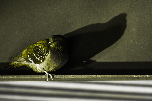 Shadow Casting Pigeon Looking Towards Light (Yellow Tone Photo)