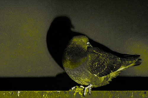 Shadow Casting Pigeon Perched Among Steel Beam (Yellow Tone Photo)