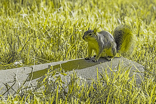 Shadow Casting Squirrel Sitting Atop Concrete Drain (Yellow Tone)