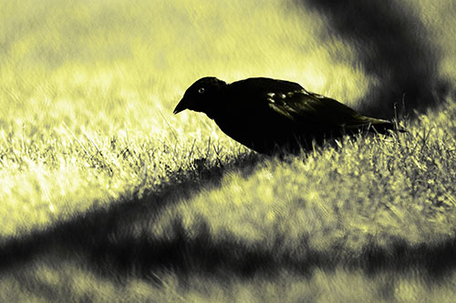Shadow Standing Grackle Bird Leaning Forward On Grass (Yellow Tone Photo)