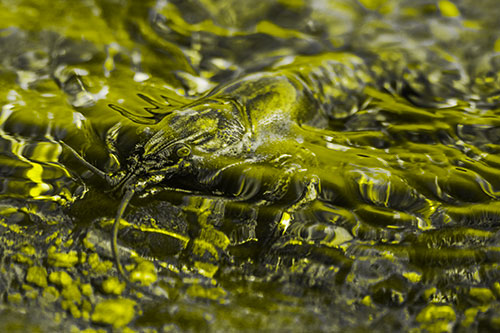Shallow Submerged Crayfish Keeping Watch Among River (Yellow Tone)