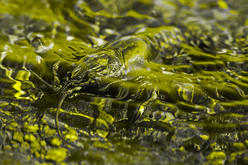 Shallow Submerged Crayfish Keeping Watch Among River (Yellow Tone Photo)