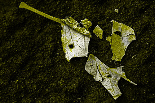 Shattered Leaf Face Separating Atop Pavement (Yellow Tone)