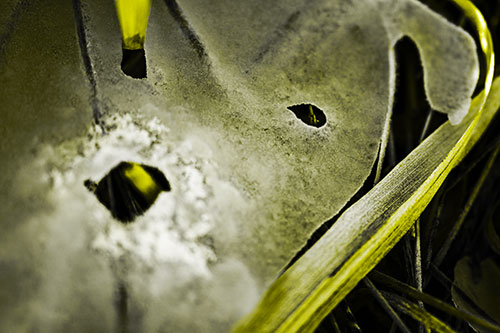 Shocked Peeling Grass Eyed Ice Face (Yellow Tone)