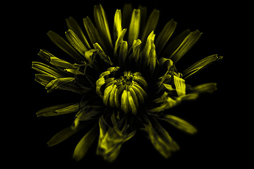 Shriveled Taraxacum Flower Blooming (Yellow Tone Photo)