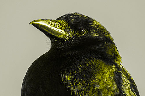 Side Glancing Crow Among Sunlight (Yellow Tone Photo)
