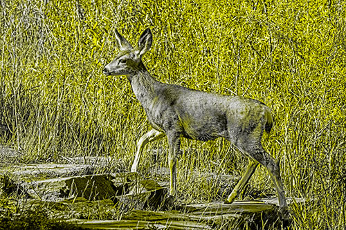 Side Glancing Mule Deer Walking Up Stepping Stones (Yellow Tone)