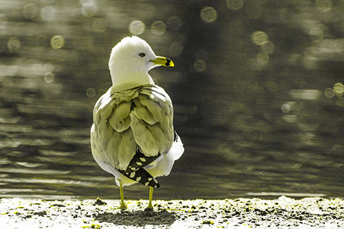 Sideways Glancing Seagull Observing Lake Surroundings (Yellow Tone)