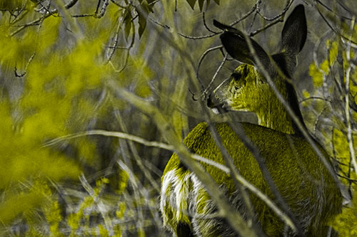 Sideways Glancing White Tailed Deer Beyond Tree Branches (Yellow Tone Photo)