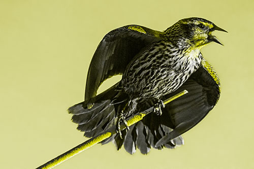 Singing Female Red Winged Blackbird Gripping Broken Cattail (Yellow Tone)