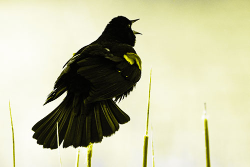 Singing Red Winged Blackbird Atop Cattail Branch (Yellow Tone Photo)