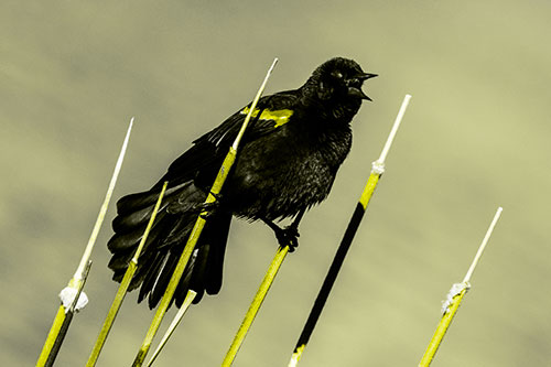 Singing Red Winged Blackbird Gripping Ahold Between Leaning Cattail Branches (Yellow Tone)
