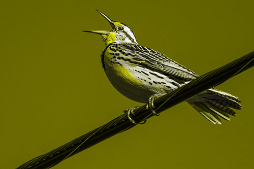 Singing Western Meadowlark Perched Atop Powerline Wire (Yellow Tone Photo)