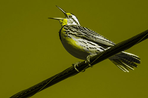 Singing Western Meadowlark Perched Atop Powerline Wire (Yellow Tone)