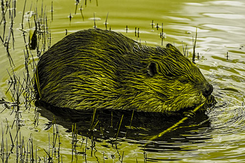 Sitting Beaver Nibbles Branch Along Shallow Rivershore (Yellow Tone)