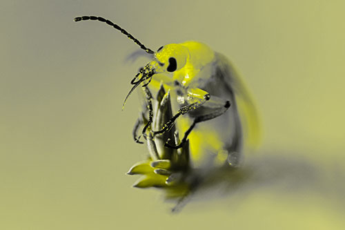 Sitting Blister Beetle Riding Plant Top (Yellow Tone)