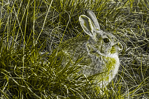 Sitting Bunny Rabbit Enjoying Sunrise Among Grass (Yellow Tone Photo)