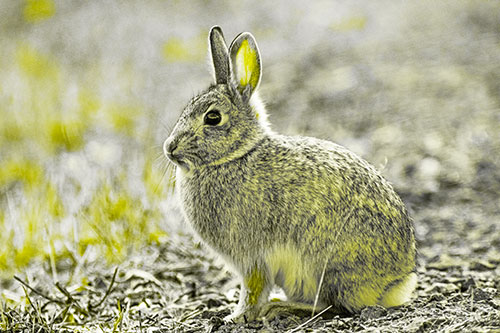 Sitting Bunny Rabbit Perched Beside Grass Blade (Yellow Tone Photo)