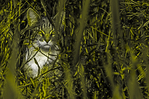 Sitting Cat Gazes Through Reed Grass (Yellow Tone)