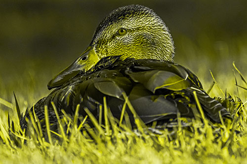 Sitting Mallard Duck Resting Among Grass (Yellow Tone Photo)