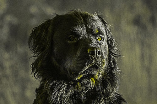 Sitting Rottweiler Dog Poses Among Sunrise (Yellow Tone)