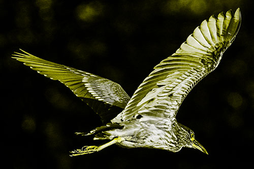 Skittish Black Crowned Night Heron Flying Towards Seclusion (Yellow Tone)