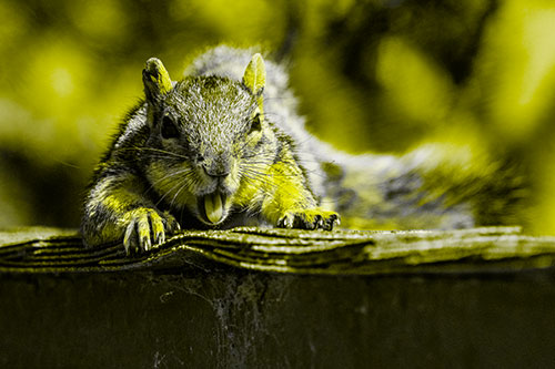 Sleepy Squirrel Yawning Among Rooftop (Yellow Tone)
