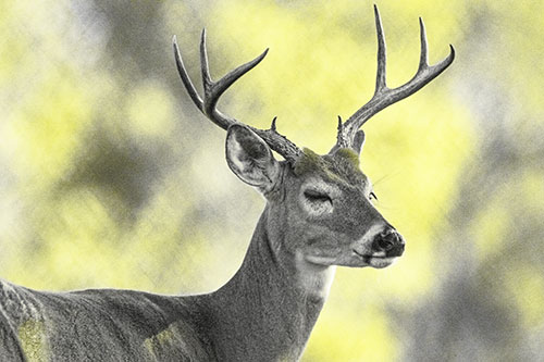Sleepy White Tailed Deer Dreaming Among Trees (Yellow Tone)