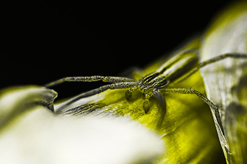Slender Crab Spider Sprawled Out Among Plant (Yellow Tone)