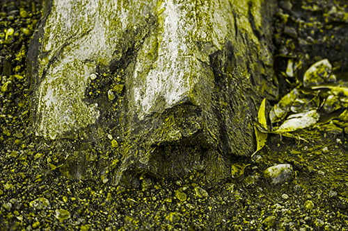Slime Covered Rock Face Resting Along Shoreline (Yellow Tone Photo)