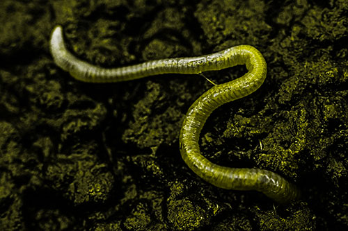 Slimy Earthworm Stuck Between Damp Pavement Crevice (Yellow Tone)