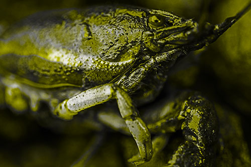 Slimy Wet Bulging Eyed Crayfish (Yellow Tone Photo)