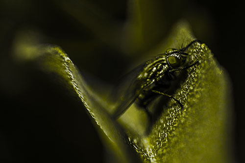 Sloping Cluster Fly Hangs Onto Leaf Petal (Yellow Tone)