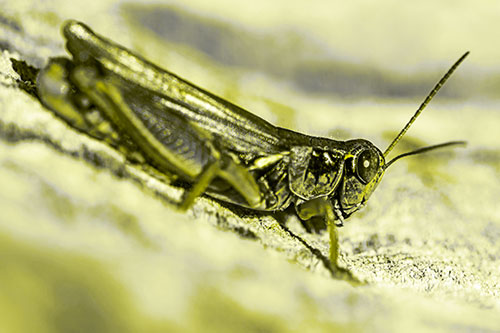Sloping Grasshopper Enjoying Sunshine Among Tree Stump (Yellow Tone Photo)