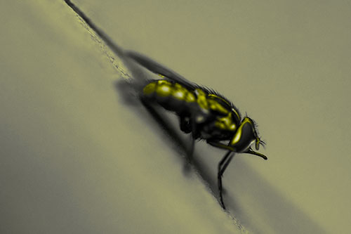 Sloping Perched Cluster Fly Cleaning Itself (Yellow Tone)