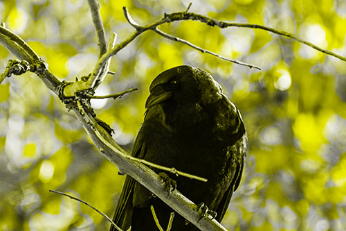 Sloping Perched Crow Glancing Downward Atop Tree Branch (Yellow Tone Photo)