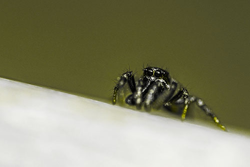 Sloping Perched Jumping Spider Watches Closely (Yellow Tone)