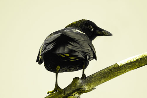 Sly Eyed Crow Glances Backward Among Tree Branch (Yellow Tone Photo)