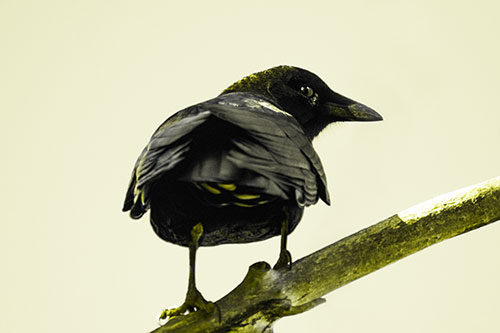 Sly Eyed Crow Glances Backward Among Tree Branch (Yellow Tone)