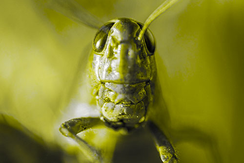 Smiling Grasshopper Enjoying Sunshine (Yellow Tone Photo)