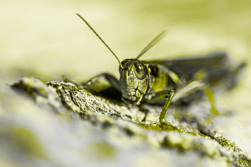 Smiling Grasshopper Grabbing Ahold Tree Stump (Yellow Tone Photo)