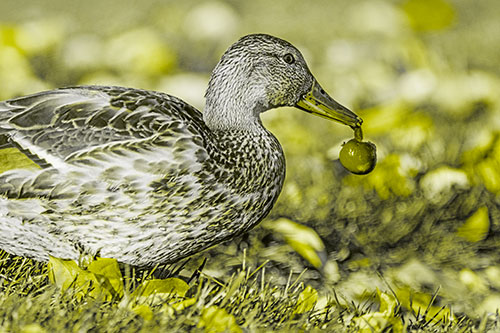 Smiling Mallard Duck Carries Cherry Across Grass (Yellow Tone)
