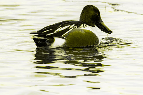 Smiling Northern Shoveler Duck Swimming Calm River Water (Yellow Tone Photo)