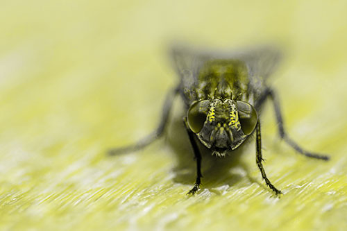 Smirking Open Mouthed Cluster Fly Watching Closely (Yellow Tone)