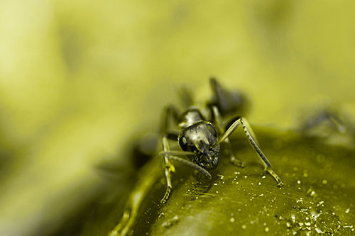Snarling Carpenter Ant Guarding Sugary Treat (Yellow Tone Photo)