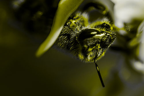 Snarling Honey Bee Clinging Flower Petal (Yellow Tone Photo)