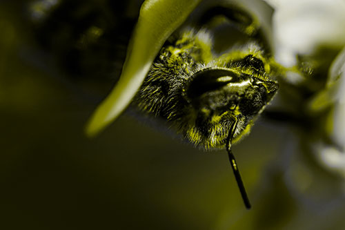 Snarling Honey Bee Clinging Flower Petal (Yellow Tone)