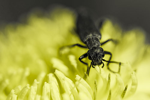 Snarling Oedemera Beetle Eating Dandelion Pollen (Yellow Tone)